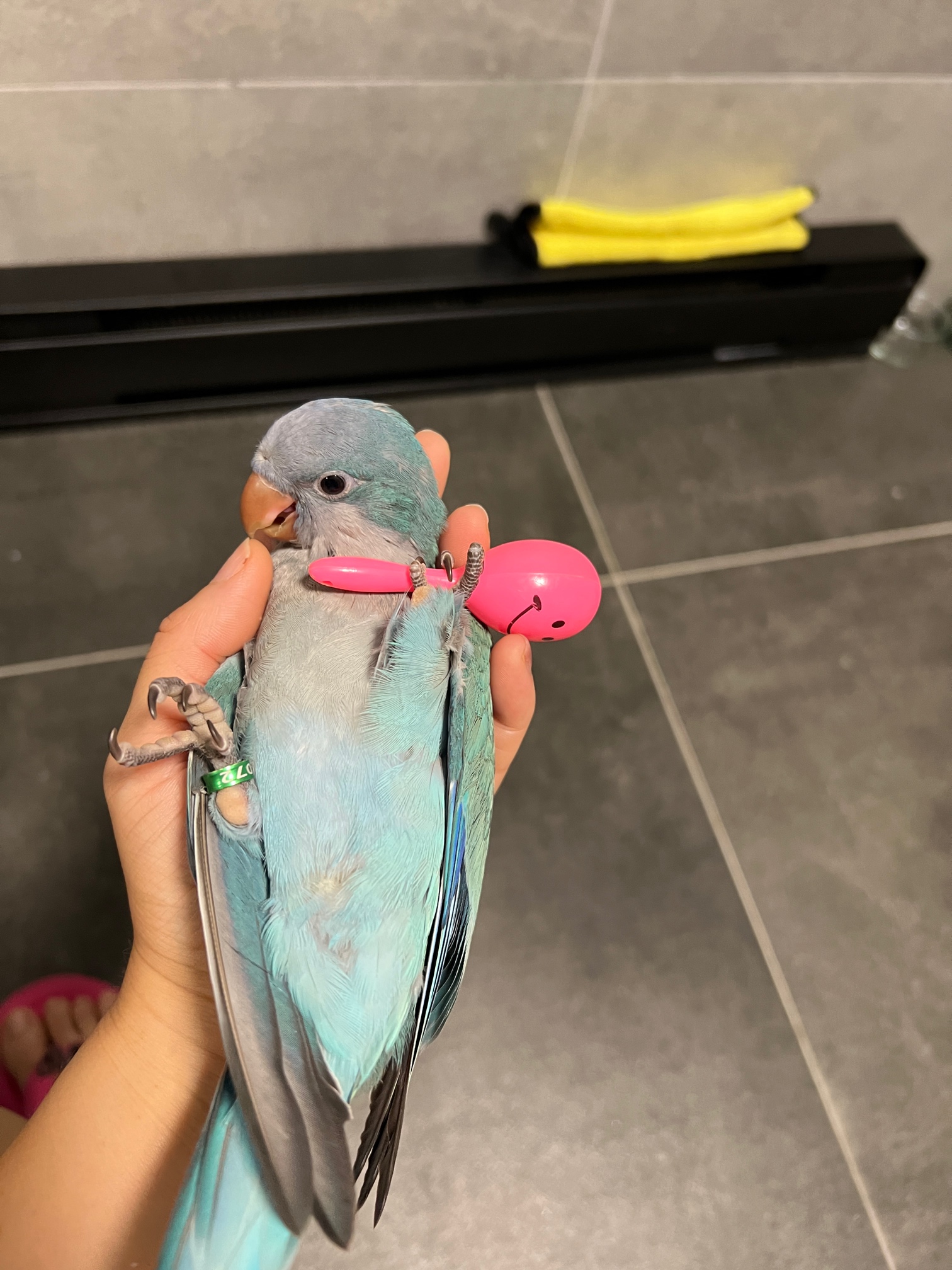 和尚鹦鹉/会飞的狗二手买卖_蒙特利尔分类信息_蒙城汇- www.mengchenghui.com