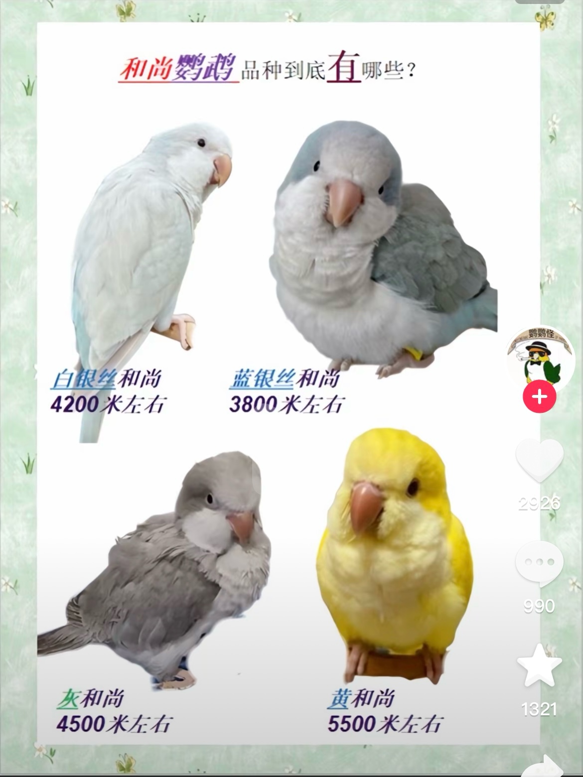 和尚鹦鹉/会飞的狗二手买卖_蒙特利尔分类信息_蒙城汇- www.mengchenghui.com